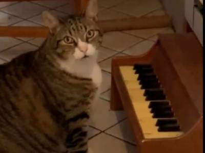 Девушка научила играть кота на пианино: ролик взорвал Сеть