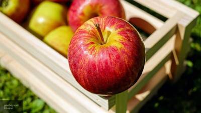 Садовод рассказал, чем опасен импорт в Россию яблок из ЕС