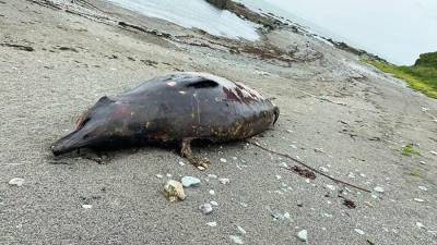На Сахалине отдыхающие нашли на пляже неопознанное существо