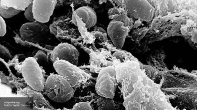 Вирусолог оценил опасность распространения чумы в Туве