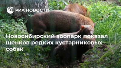 Новосибирский зоопарк показал щенков редких кустарниковых собак