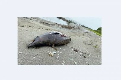 Плавун или клювокрыл: зоологи ломают голову, кого вынесло штормом на пляж Сахалина