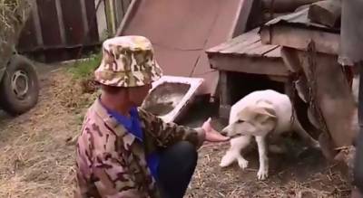 Житель Чувашии живет с 5 волками: началось с того, как подобрал "дворняжку"