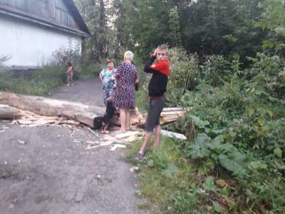 «Боимся за жизнь своих детей»: опасные тополя просят спилить в Томске