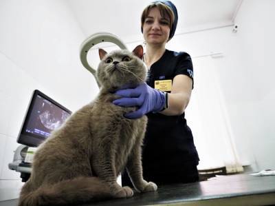 Ветеринары Москвы рассказали, какие породы питомцев чаще всего попадают на прием