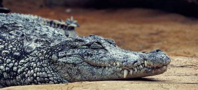 Жители деревни в Индонезии посчитали громадного крокодила демоном - Cursorinfo: главные новости Израиля