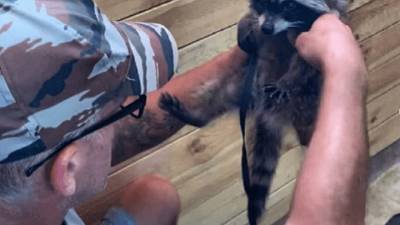 В Анапе маленьких енотов-полоскунов удалось спасти из фоторабства