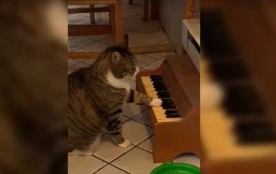 В США появился кот-пианист