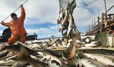 Эксперт: России нужно сократить вылов горбуши, чтобы не остаться без рыбы
