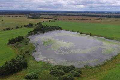 В Тверской области ученые обнаружили на озере лебедей-шипунов