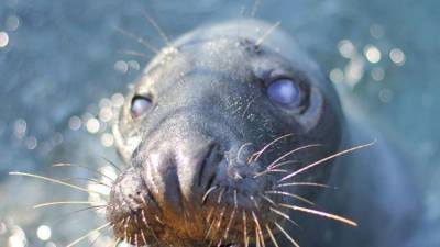 Стала известна судьба тюленя из крымского зоопарка