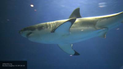 Именинница из США спустилась с горки в море, где ее поджидала акула