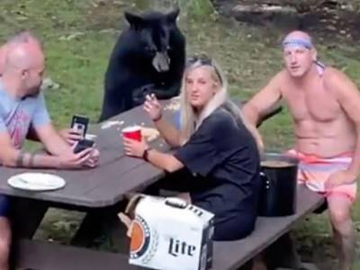 Наглый медведь присоединился к туристам на пикнике в США