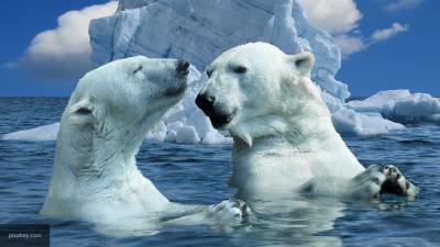 Сражение двух белых медведей за моржа попало на видео