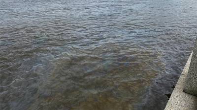 Росприроднадзор обнаружил нефтяное пятно в акватории Невы