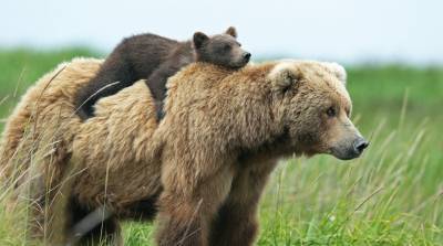 Медведица эпично сразилась с волками, чтобы спасти своих малышей - видео