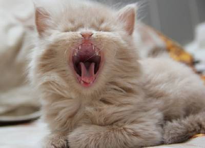 Все про зубы у котят: когда выпадают молочные и почему полезно давать сухой корм