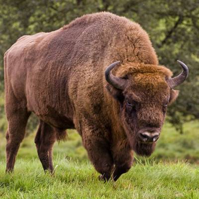 Приокско-Террасный заповедник собирает лакомства для зубров и бизонов
