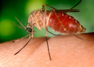 В Чехии обнаружены комары-разносчики опасного вируса