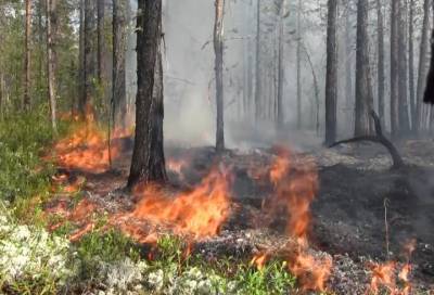 В России за сутки потушили 57 лесных пожаров