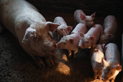 В российском регионе выявлена вспышка африканской чумы свиней