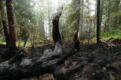 Ликвидирован последний лесной пожар в Свердловской области