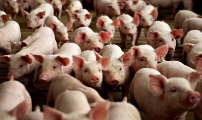 В Еврейской АО зафиксирована вспышка африканской чумы свиней