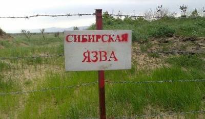 В Одесской области зафиксирована сибирская язва: подробности