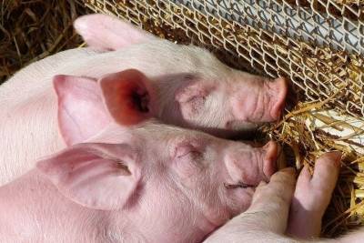 Зафиксирована вспышка африканской чумы свиней рядом с Оренбургской областью