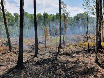 Миасские пожарные разыскивают поджигателей, причинивших крупный ущерб экологии