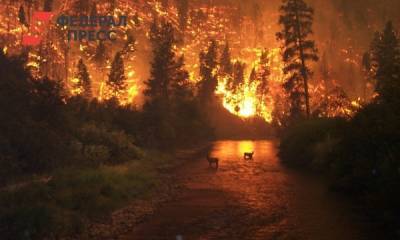 Как в прошлом году: крупный пожар вспыхнул в заповеднике в Калифорнии