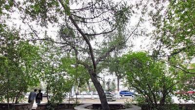Московские эксперты установят точный возраст исторических деревьев Челябинска