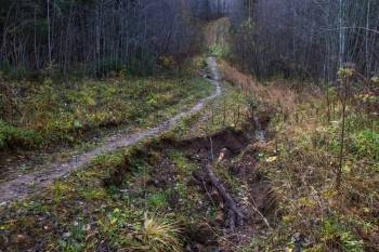 В лесу Усть-Кубинского района потерялась 15-летняя девочка
