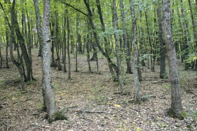 В Черновицкой области восемь часов искали малыша, который ушел из дома и потерялся в лесу
