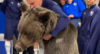 В раздевалку российского футбольного клуба привели медведя (видео)