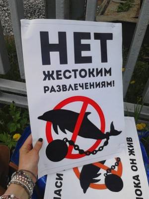 В России могут запретить вылов дельфинов и белух в "культурно-развлекательных целях"