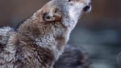 Семья из Чувашии живет с волками