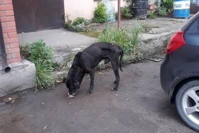 Собака, у которой умер хозяин в Твери, ждёт помощи у автосервиса