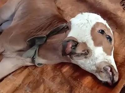 В Индонезии родился теленок-мутант с двумя головами