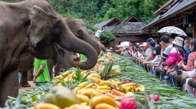 ФОТОФАКТ: Праздничный банкет для азиатских слонов на юго-западе Китая