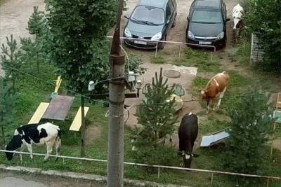 В Тверской области коровы оказались на детской площадке