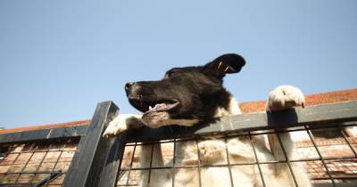 "Если ваш зоопарк приручит пару бездомных собак, они будут его охранять": эксперт из Петербурга — об отлове дворняг