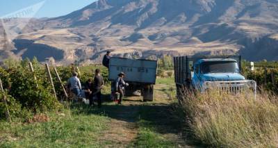 Чтобы виноград не выбросили: власти Армении поддержат закупку урожая