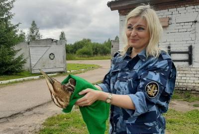 Сотрудники УФСИН России по Смоленской области спасли большую выпь