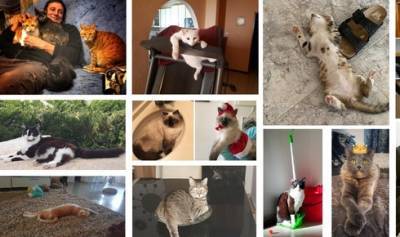 11 лучших котиков Израиля: завершился конкурс "Вестей" "Мяу - я хозяин дома"