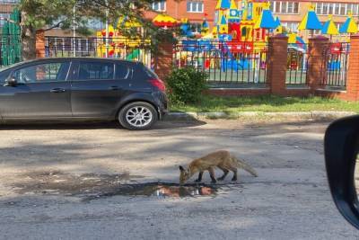 В Новомосковске на одной из улиц города замечена лиса