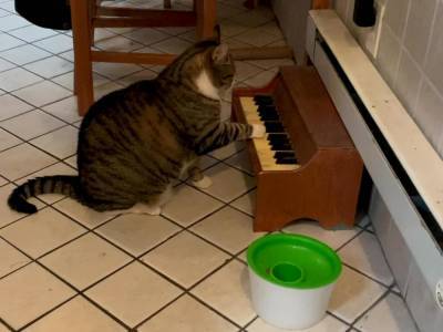 Чувство голода сподвигло кота овладеть искусством игры на пианино