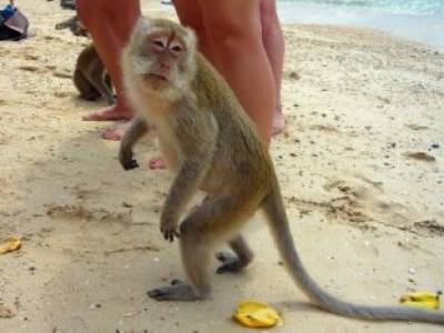 На Херсонщине обезьяна укусила девочку на пляже: потребовалась медпомощь
