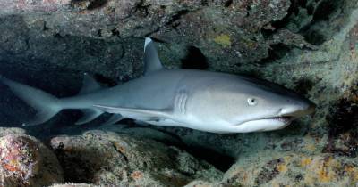 У рифовых акул обнаружились социальные связи