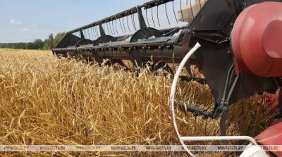 Пять районов Гомельской области завершили уборку зерновых